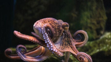 Pulpo