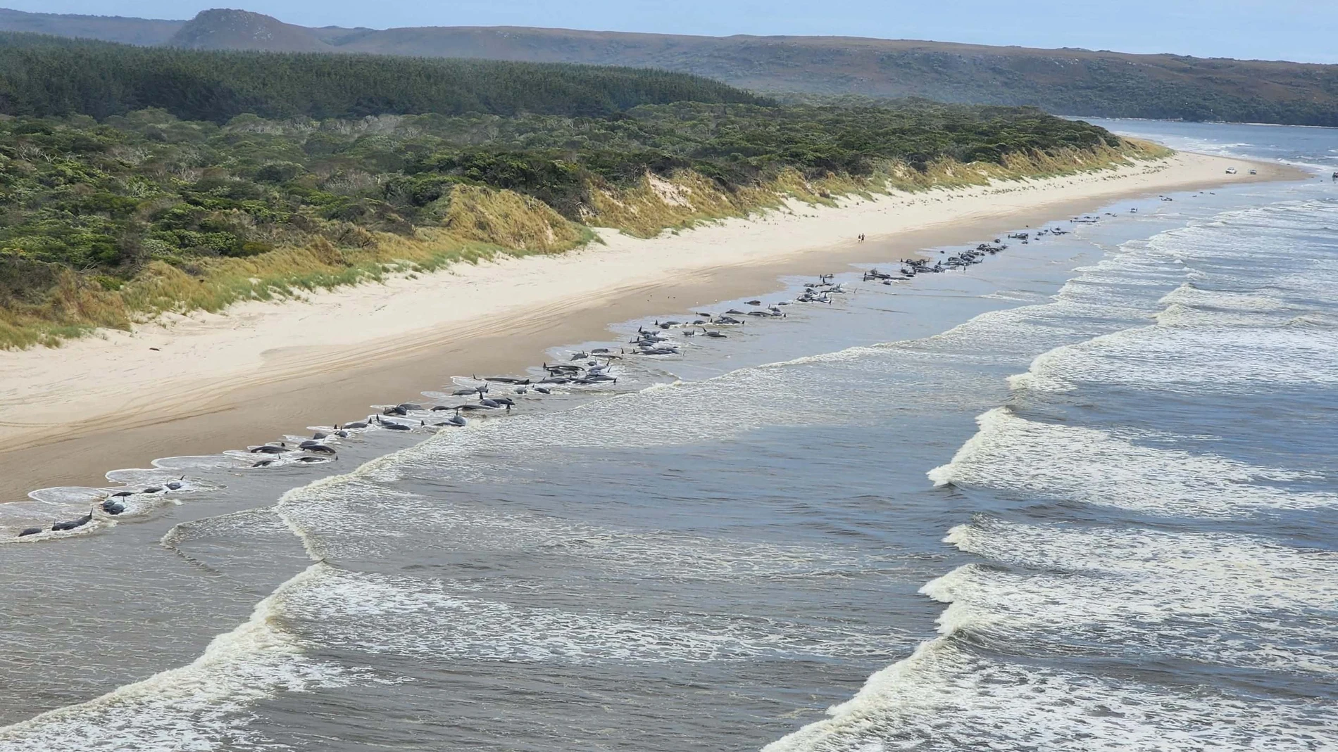 Vista aérea de unas 230 ballenas varadas en una remota playa de la bahía de Macquarie