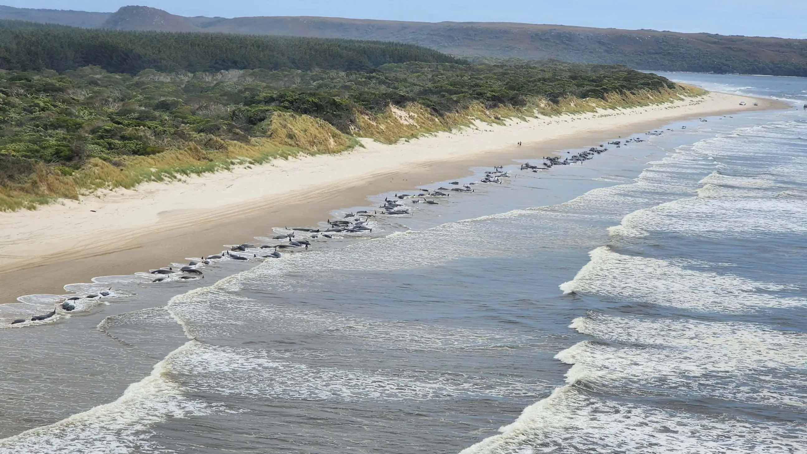 Vista aérea de unas 230 ballenas varadas en una remota playa de la bahía de Macquarie Vista aérea de unas 230 ballenas varadas en una remota playa de la bahía de Macquarie