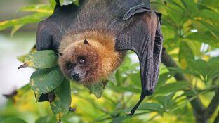 Imagen de archivo de un murci&eacute;lago