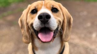 C&oacute;mo cuidar a nuestros perros con cuadros de ansiedad
