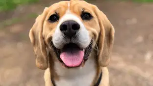 Cómo cuidar a nuestros perros con cuadros de ansiedad Cómo cuidar a nuestros perros con cuadros de ansiedad