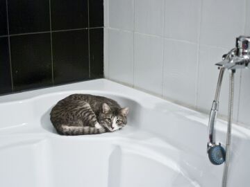 Un gato en una bañera