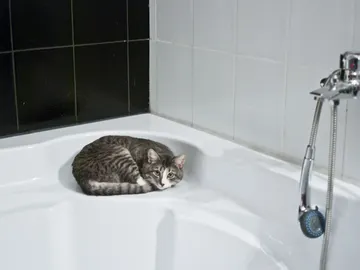 Un gato en una bañera Un gato en una bañera
