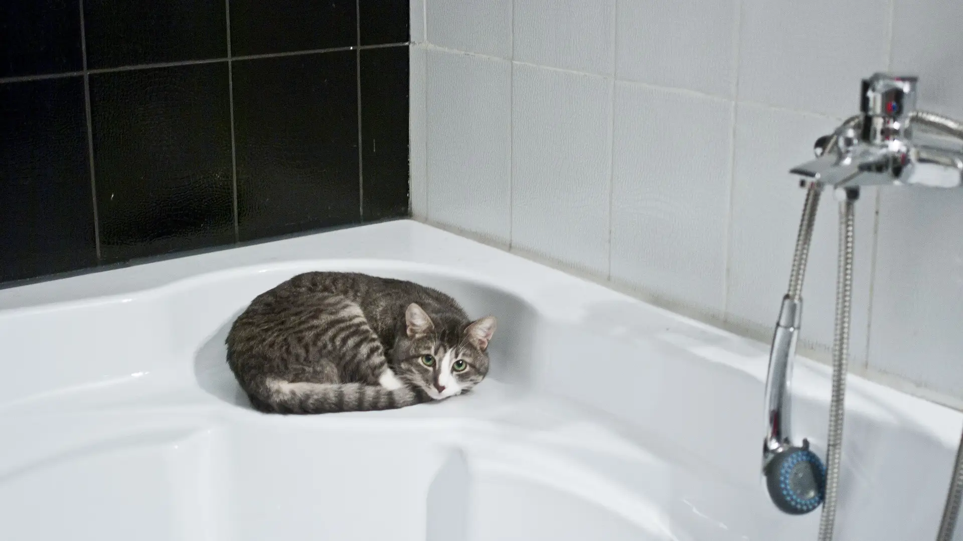 Un gato en una ba&ntilde;era