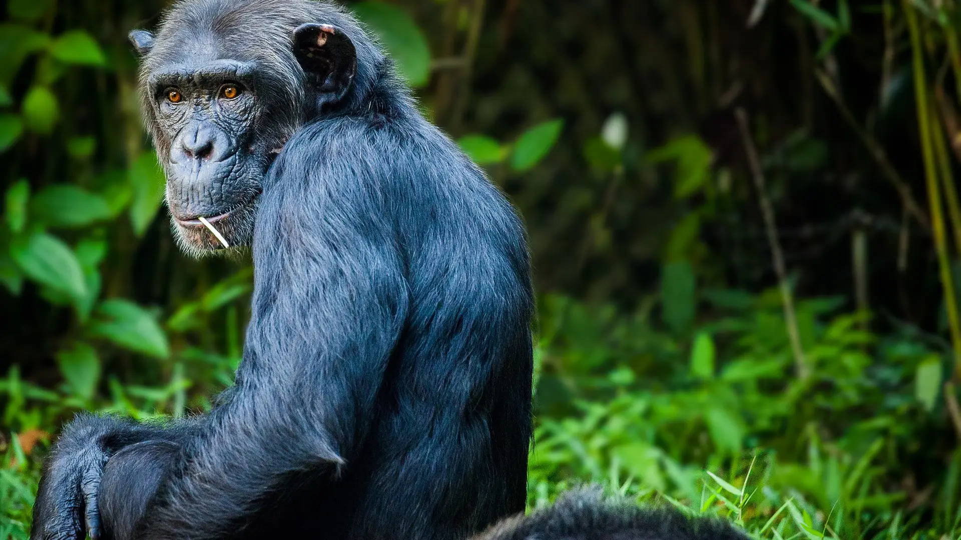 Imagen de archivo de un chimpanc&eacute;