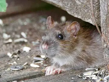 Imagen de una rata Imagen de una rata