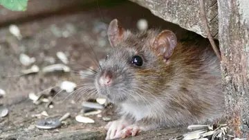 Imagen de una rata