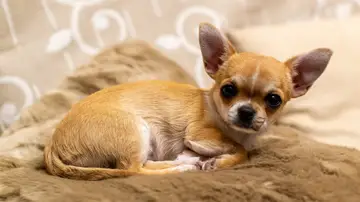 Imagen de un chihuahua Imagen de un chihuahua