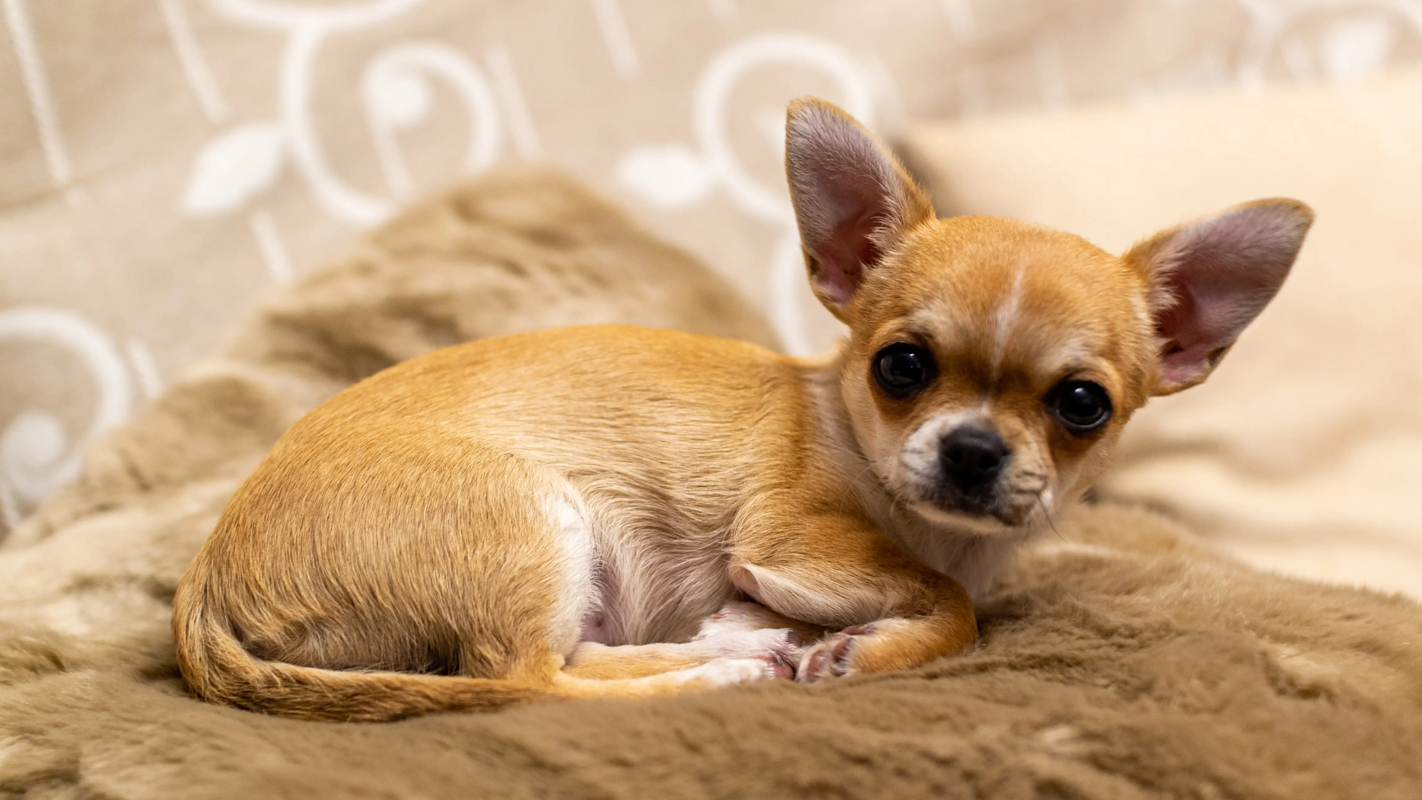 Imagen de un chihuahua Imagen de un chihuahua
