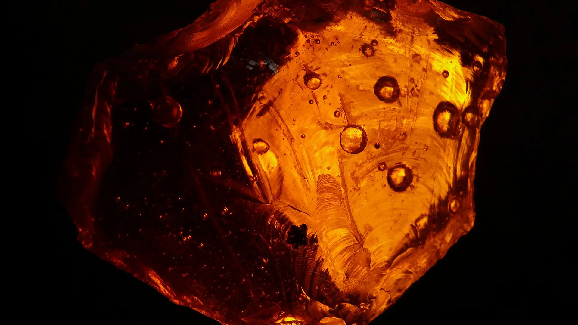 Encuentran un insecto atrapado en un trozo de ámbar Encuentran un insecto atrapado en un trozo de ámbar