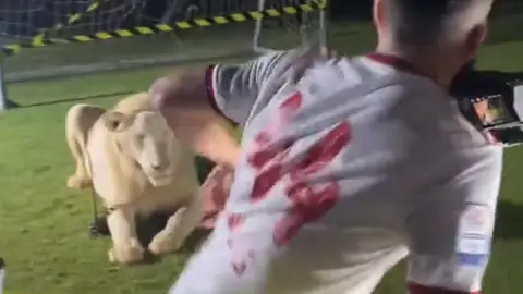 Momento del rugido del león en la presentación de Manolas Momento del rugido del león en la presentación de Manolas