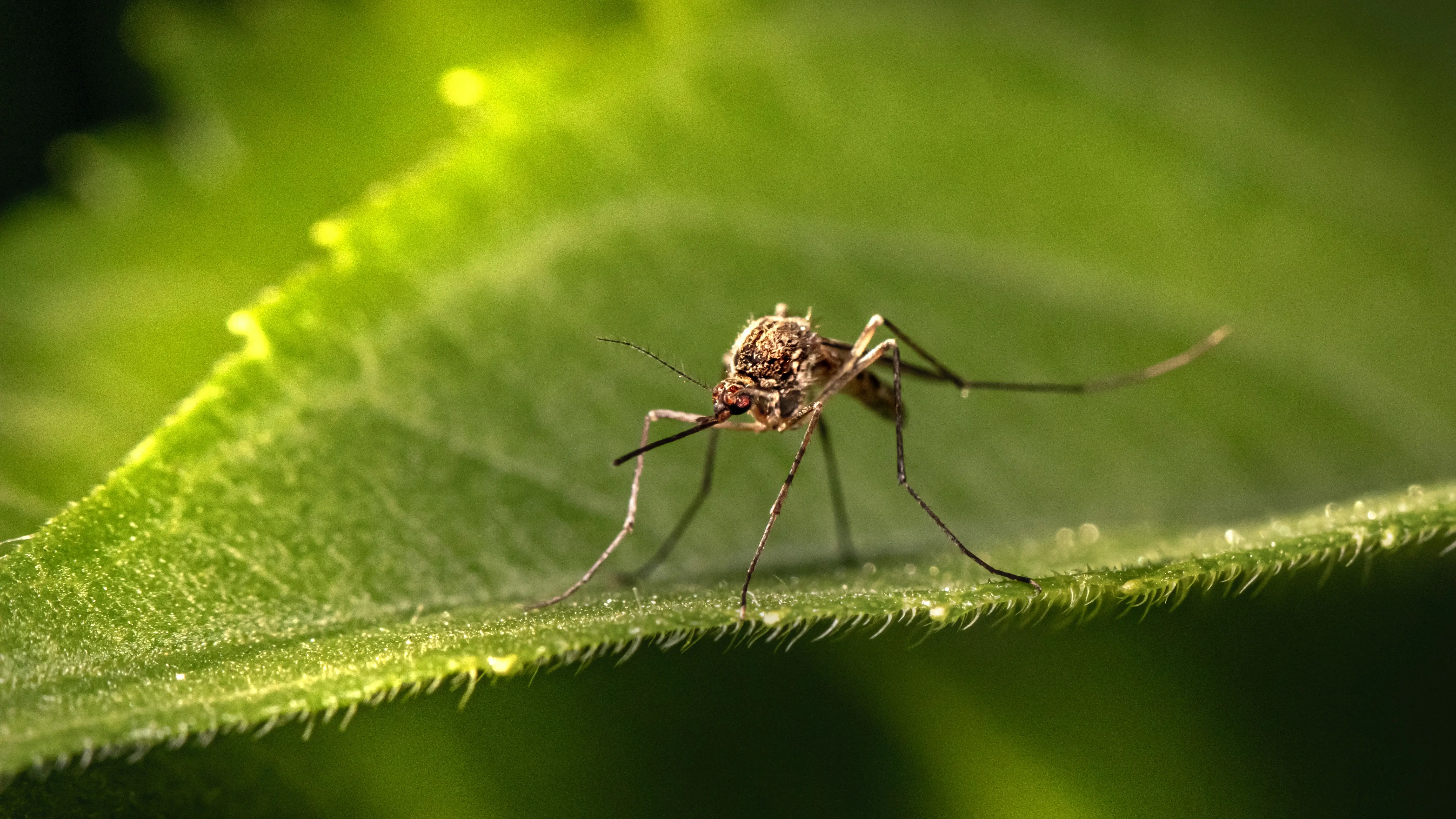 Imagen de un mosquito