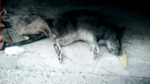 Rata Valencia Rata Valencia