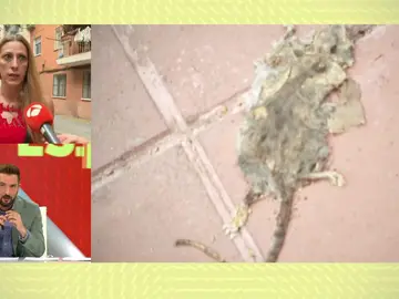 Plaga de ratas en Valencia. Plaga de ratas en Valencia.