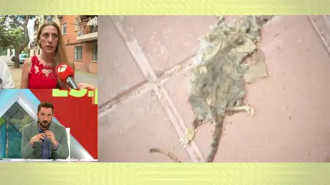 Plaga de ratas en Valencia. Plaga de ratas en Valencia.
