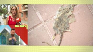 Una plaga de ratas desespera a los vecinos de Valencia: 