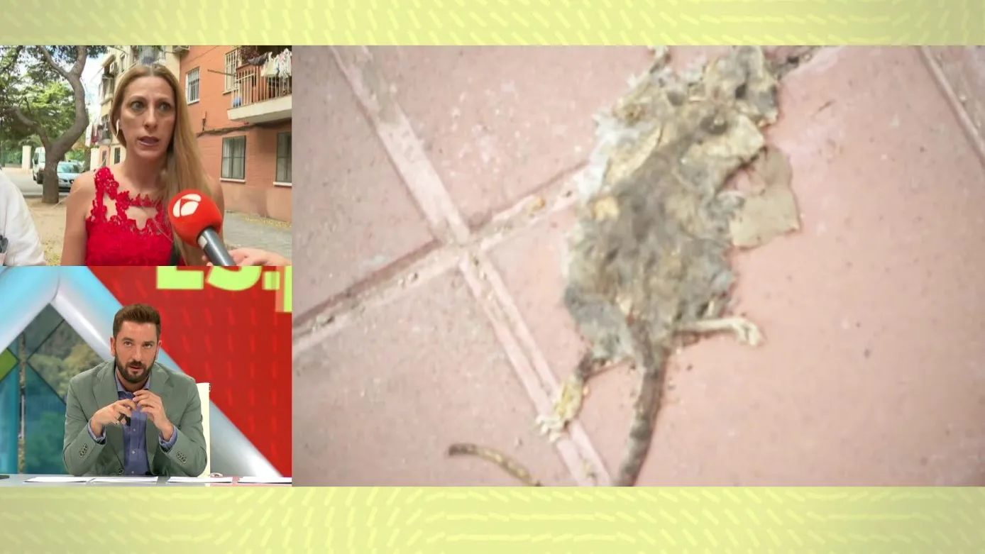 Plaga de ratas en Valencia. Plaga de ratas en Valencia.