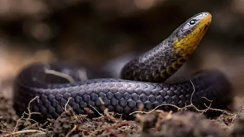 Tres nuevas especies de serpientes se ocultaban en cementerios e iglesias de Ecuador Tres nuevas especies de serpientes se ocultaban en cementerios e iglesias de Ecuador
