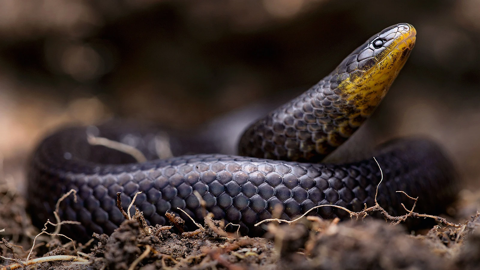 Tres nuevas especies de serpientes se ocultaban en cementerios e iglesias de Ecuador Tres nuevas especies de serpientes se ocultaban en cementerios e iglesias de Ecuador