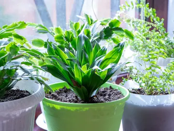 Planta aspidistra en una maceta verde junto a otras plantas ubicadas en un balcón Planta aspidistra en una maceta verde junto a otras plantas ubicadas en un balcón