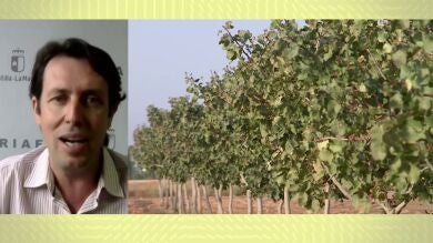 España, quinto productor mundial del pistacho: 