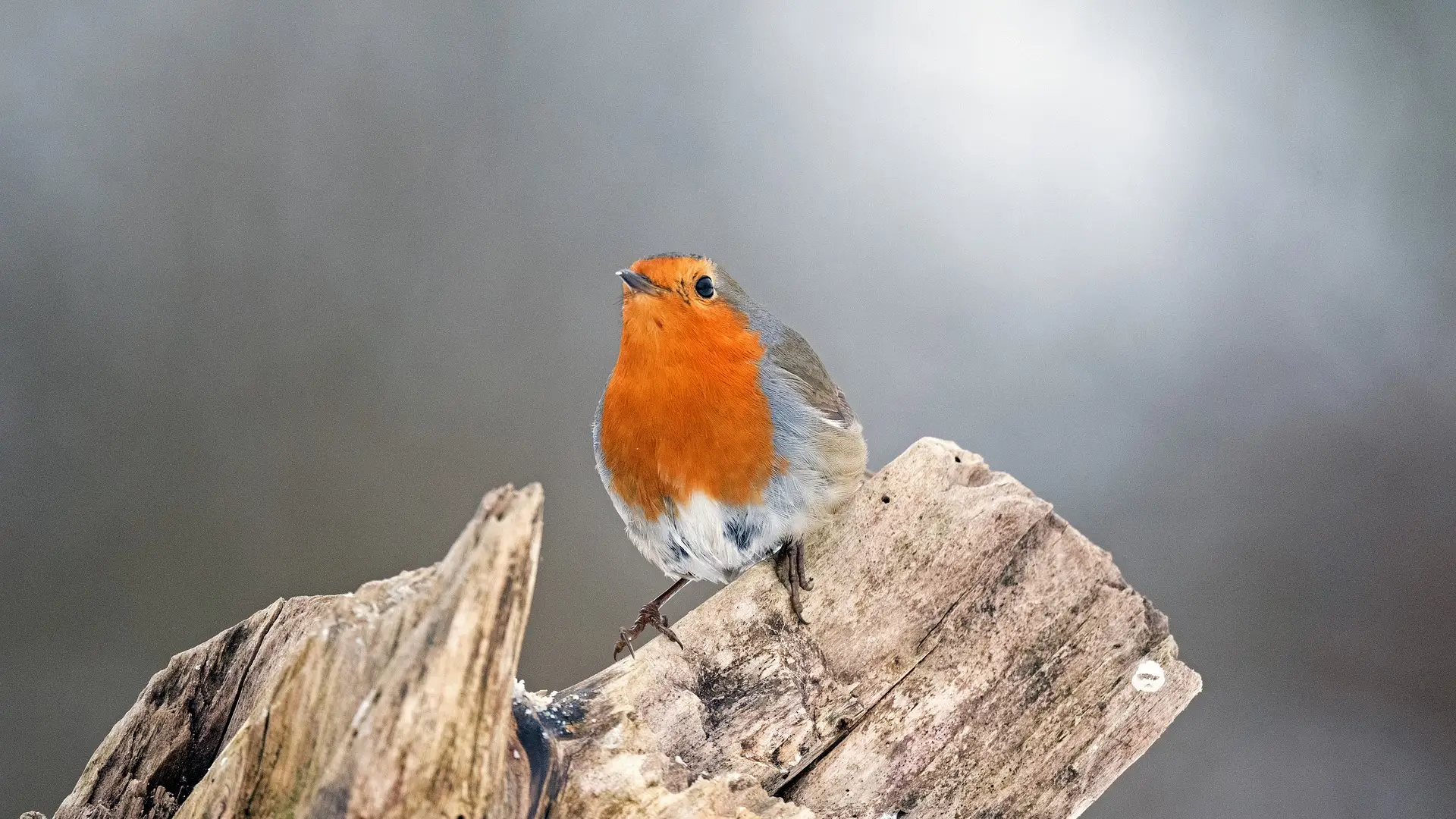 Imagen de un p&aacute;jaro