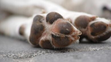Este es el motivo por el que las patas de tu perro huelen a fritos