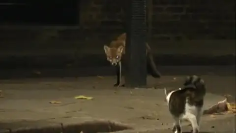 El gato Larry, frente al zorro intruso El gato Larry, frente al zorro intruso