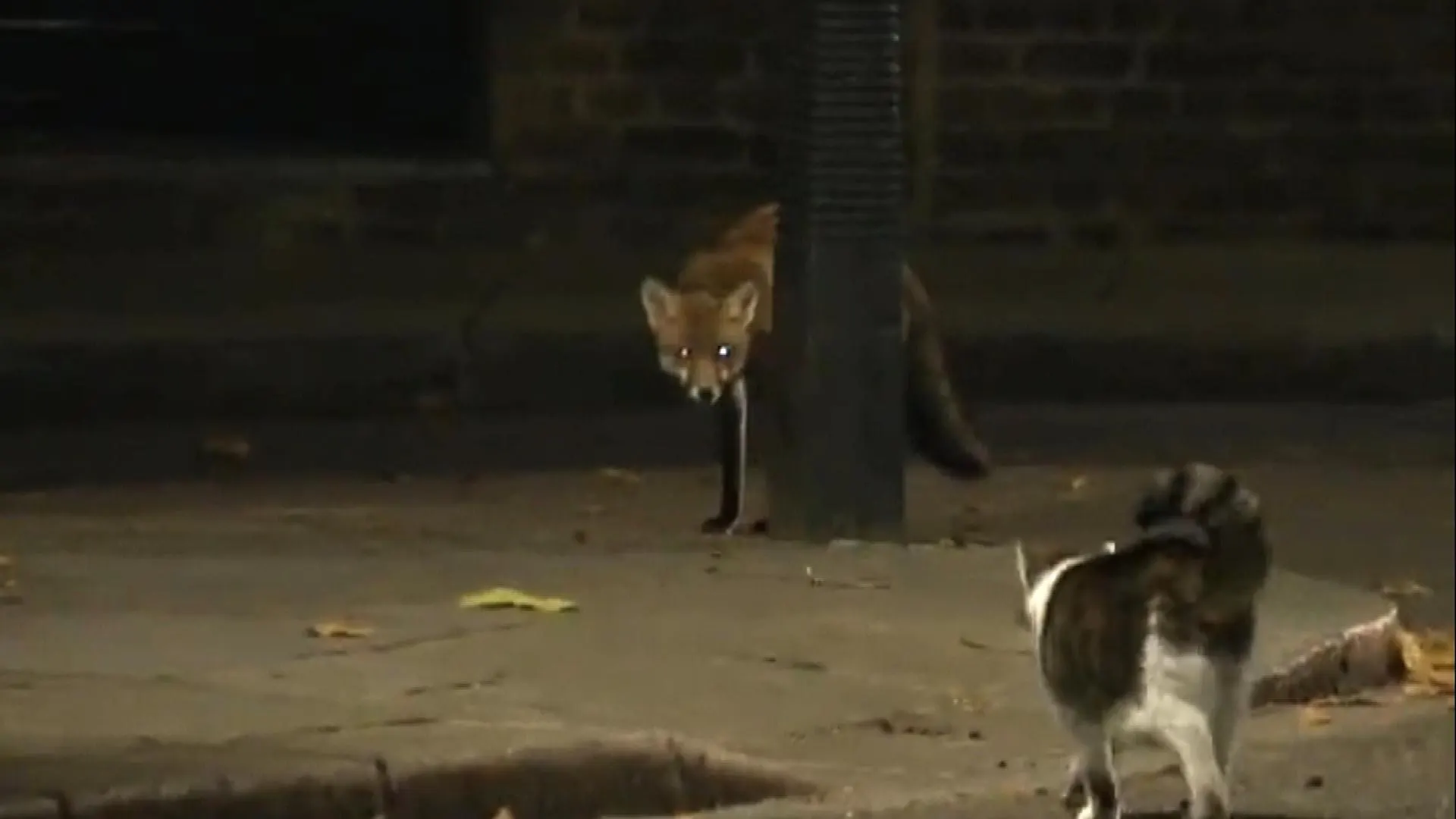 El gato Larry, frente al zorro intruso El gato Larry, frente al zorro intruso