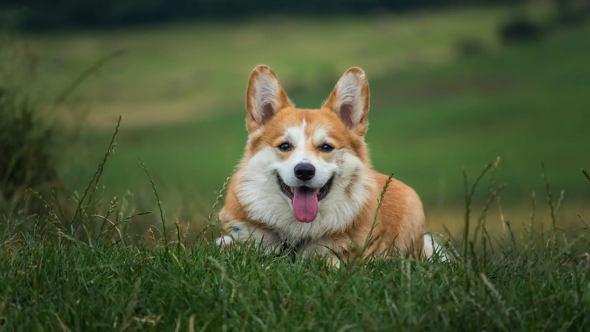 Un perro de la raza corgi Un perro de la raza corgi