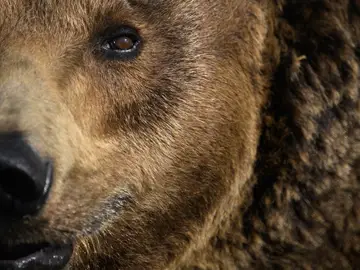 Imagen de archivo de un oso Imagen de archivo de un oso