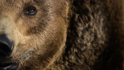 Imagen de archivo de un oso Imagen de archivo de un oso