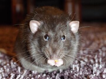 Imagen de una rata comiendo