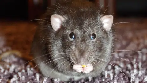 Imagen de una rata comiendo Imagen de una rata comiendo
