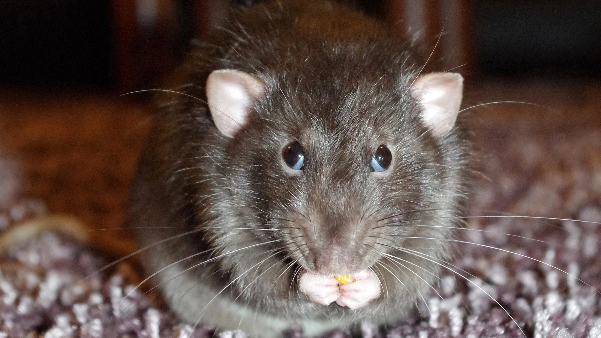 Imagen de una rata comiendo Imagen de una rata comiendo