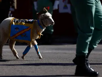 Titán, la cabra de la Legión Titán, la cabra de la Legión