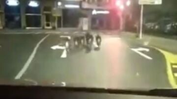 Una manada jabalíes en Monforte, Lugo