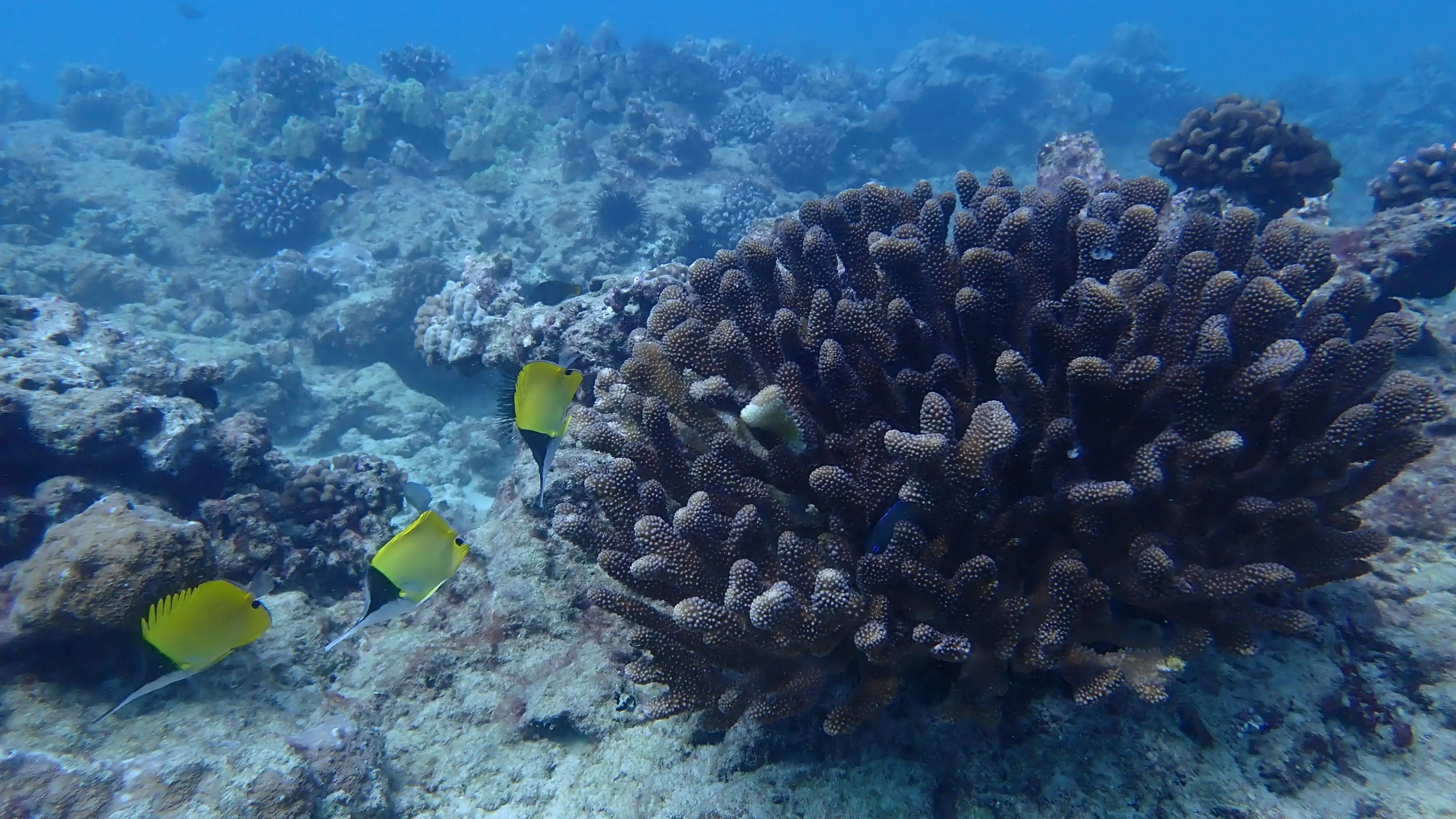 Arrecife de coral Arrecife de coral