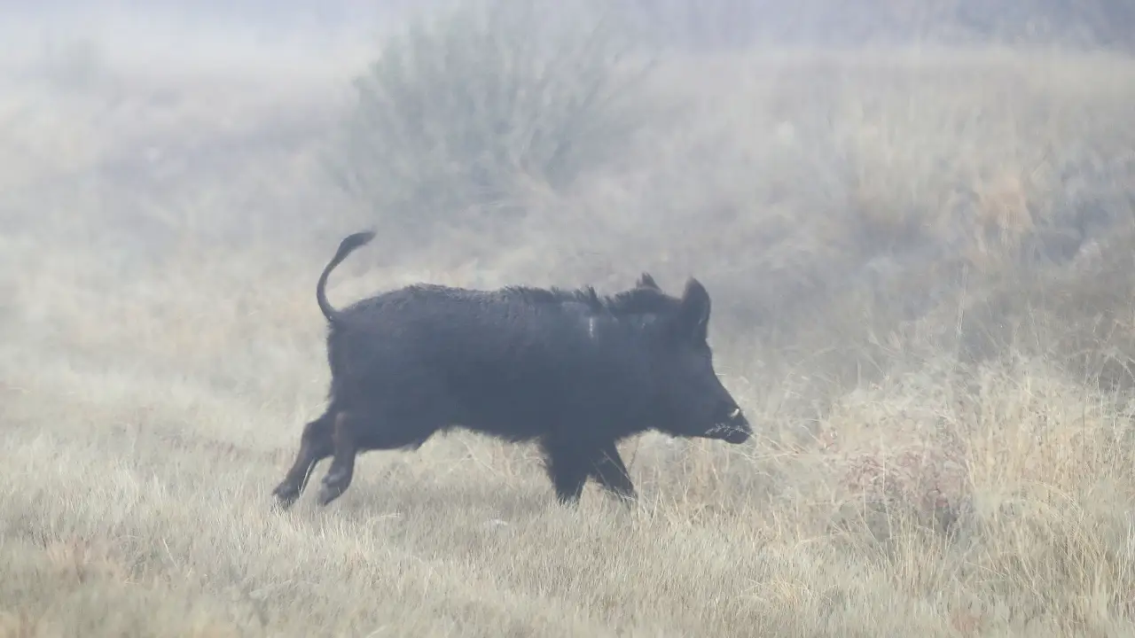 Imagen de un jabal&iacute;
