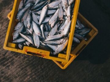 Pescado en cajas