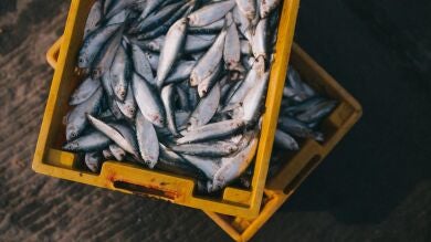 Estas son las especies de peces más seguras para el consumo según un estudio del CSIC sobre el mercurio