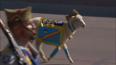 El cordero de la Legión. El cordero de la Legión.