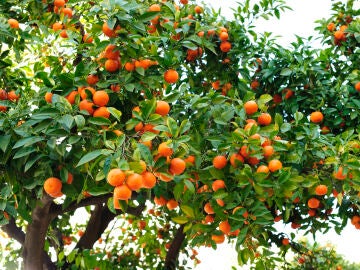 Naranjos de Sevilla