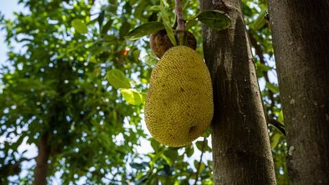 Jackfruit