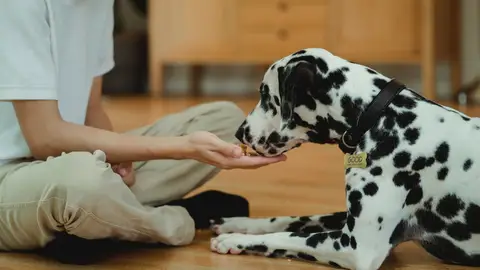 Un perro come de la mano de su dueño. Un perro come de la mano de su dueño.