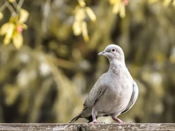 Palomas 'zombies' en Reino Unido