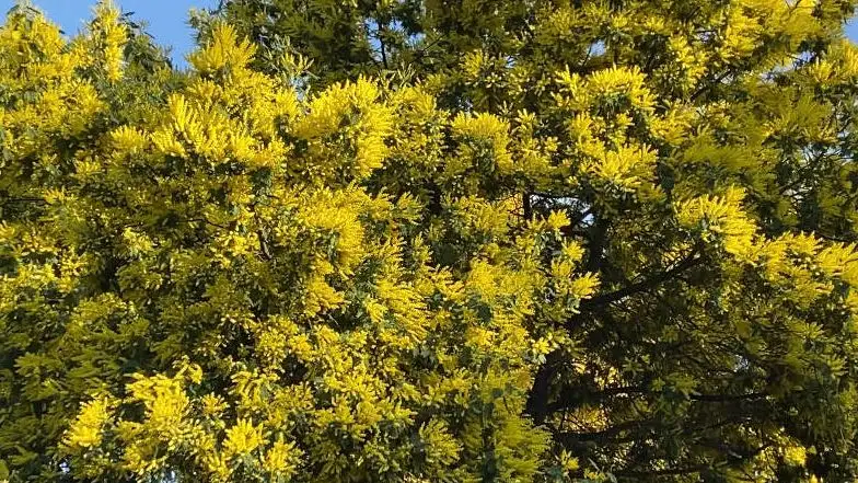 Mimosas Mimosas