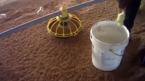 Duras imágenes del maltrato animal en 2 granjas de pollos de Sevilla y Tarragona Duras imágenes del maltrato animal en 2 granjas de pollos de Sevilla y Tarragona