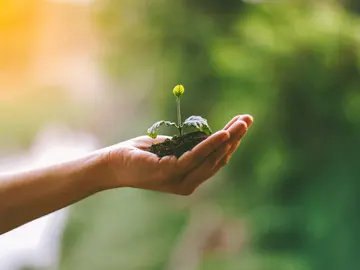 Plantar árboles en las ciudades puede prolongar la vida de los residentes Plantar árboles en las ciudades puede prolongar la vida de los residentes